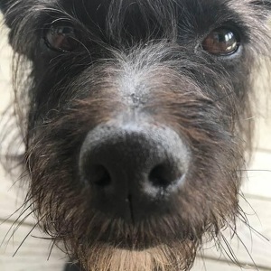 Fundraising Page: Tina Desmarais 